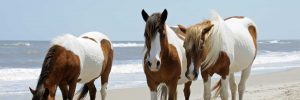 Ocean City MD Attorneys White and Brown Ponies from Assateague Island